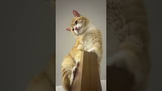 Ziggy usa cat catdance kitten