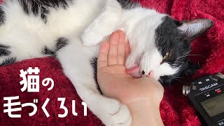 ASMR  The sound of a cat grooming its owner # 156