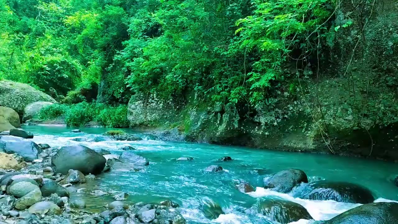 Healing Nature Ambience, Beautiful Stream Through Green Forest, and Flowing Water