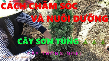 Cách chăm sóc và nuôi dưỡng cây Sơn Tùng - Cây thông Noel 🎄