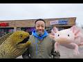 Top Aquarium Store in Canton Michigan (Full Walkthrough) | The Preferred Aquatic Collection