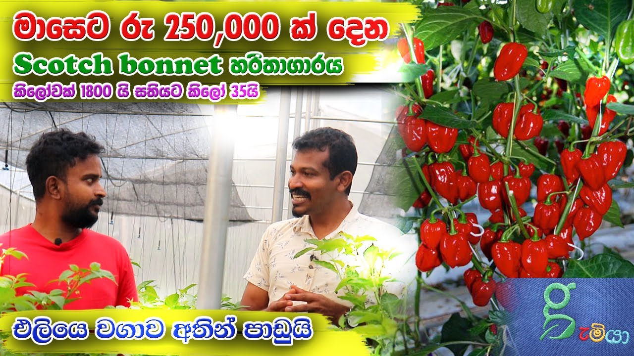 මාසෙට ලක්ෂ 2 1/2 ක් දෙන හරිතාගාරය scotch bonnet - nai miris Green house sri lanka