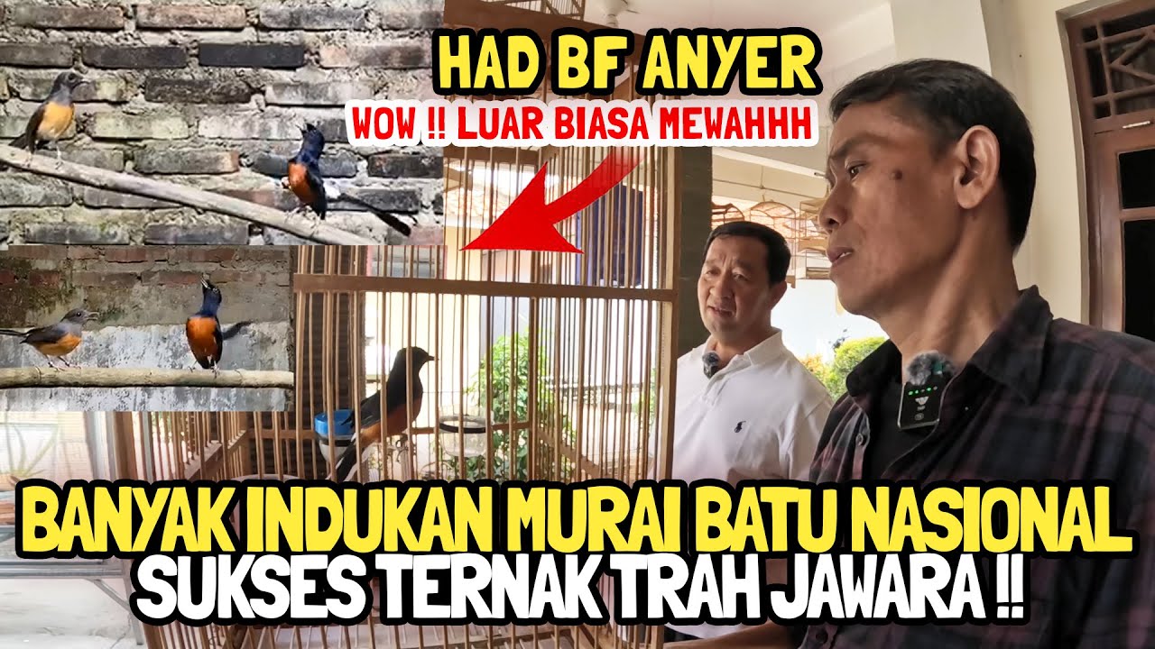 GREBEK !! 😱PENANGKAR MURAI BATU SPESIALIS JAWARA LOMBA NASIONAL| HAD BF ANYER ||BANYAK TRAH NASIONAL
