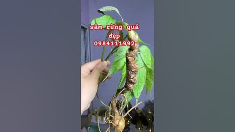 củ sâm rừng hoa hậu #sâm_ngọc_linh_rừng #sâm_ngọc_linh #sâm_lai_châu_rừng #sâm_lai_châu_rừng