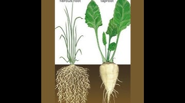 Difference Between Tap root and Fibrous Root