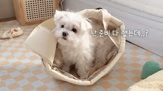 빨리 외출하고 싶은 강아지 (feat. 갤럭시 S24)
