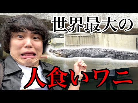 A zoo with monster-sized crocodiles is amazing! [iZoo] - YouTube