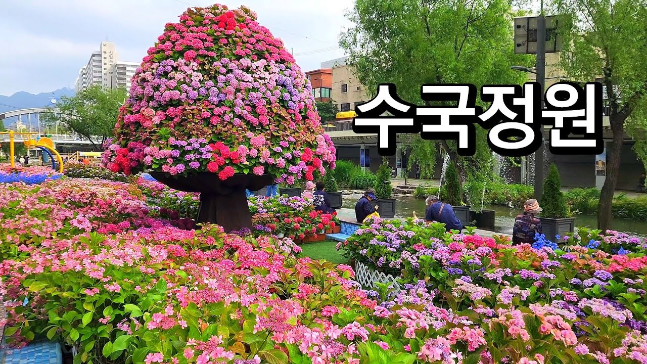 신림동 별빛 내린천에 수국이 활짝/5월19일 Hydrangea Garden