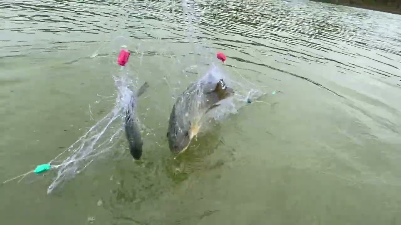 Dẫn con cháu trải nghiệm bơi thuyền trên ao hồ và thả lưới kiếm cá về nấu canh chua ăn cơm cùng cha