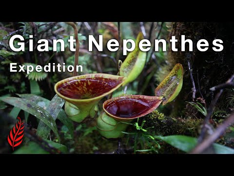 וִידֵאוֹ: Nepentes (Nepenthes) - צמח חרקים, מינים, תנאי מעצר, השתלה, רבייה