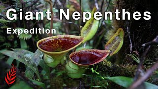 Giant Nepenthes Expedition