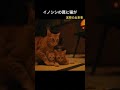 捕獲罠から助け出された猫が“感謝”を伝えた行動とは　#猫 #野良猫 #感動ストーリー