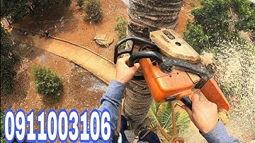 cưa cây dừa tốc độ #thạchlộcninh