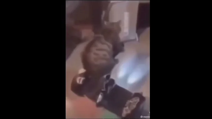Funny Cat