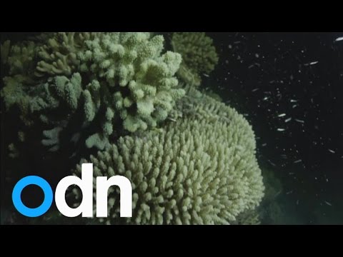 Great Barrier Reef phenomenon: Impressive coral spawning show