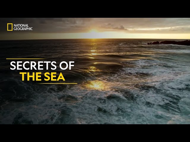 Secrets of the Sea | Hostile Planet | Full Episode S01-E02 | हिन्दी | National Geographic class=