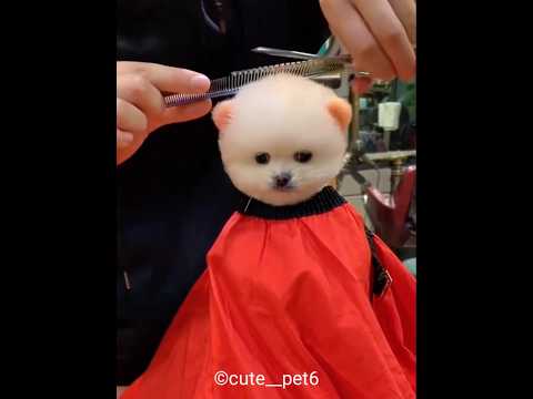 cute puppy hair