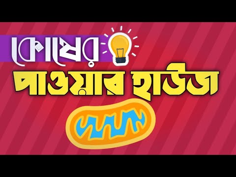 ভিডিও: লাইসোসোম এবং ভ্যাকুওলের মধ্যে সম্পর্ক কী?