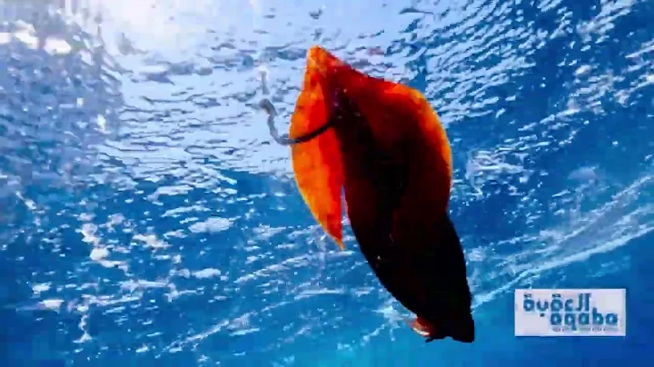 Fishing with Huge Squid as Bait to Catch Something Bigger