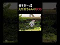 暑すぎ～💦⩌ω⩌【えびの天使ちゃん研究レポート】 #shorts