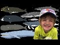 Whales - Animals Series - The Kids' Picture Show (Fun & Educational Learning Video) - Oskar Review