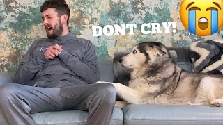 Pretending To Be Hurt Prank On My Huskies!! [PUPPY v FEMALE v MALE!] [WITH FUNNY CAPTIONS!!]