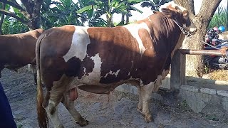 Sapi Speak Qurban Kayak Gini Yang Jadi Buruan Artis Ibu Kota Pasar Wage Pati 12052026