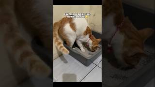Pasirnya Setipis Tisu #shorts #cat #kucing #animals #funny #pets #kitten #catlovers
