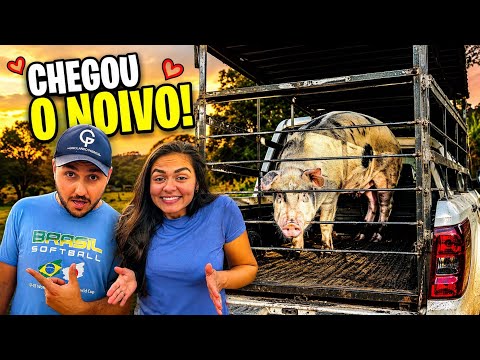 Will we have piglets? We brought a boar to the farm! 🐷
