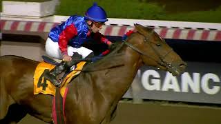 Vidéo de la course PMU PRIX MEMO GUAPO