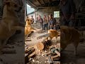 Dog, pulling big saw, rural life, happy moment, boo absurd video