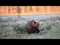 FINLAND Wildlife Photography Hides