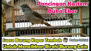 SUARA BURUNG KAPAS TEMBAK UNTUK MENAIKKAN BIRAHI BURUNG LAIN - PANCINGAN KAPAS TEMBAK BUKA EKOR