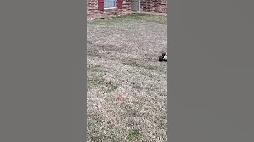 Standing Backflip with Rustler