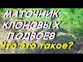 РАЗМНОЖЕНИЕ ЧЕРЕНКОВ ЯБЛОНИ В МАТОЧНИКЕ КЛОНОВЫХ ПОДВОЕВ.ЧТО ЖЕ ЭТО ТАКОЕ?