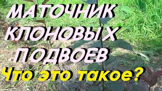 РАЗМНОЖЕНИЕ ЧЕРЕНКОВ ЯБЛОНИ В МАТОЧНИКЕ КЛОНОВЫХ ПОДВОЕВ.ЧТО ЖЕ ЭТО ТАКОЕ?