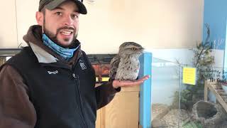 Abnormally Normal Keeper Talk with Tawny Frogmouth, Kirra!