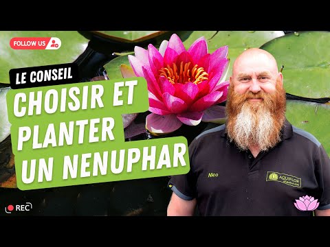 Vidéo: Nénuphar - Propriétés Utiles Et Utilisations Du Nénuphar, Racine. Où Pousse Le Nénuphar? Nénuphar Blanc, Rouge, Jaune