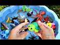 Animals for Kids - Learn Sea Animal, Farm Animal and Wild Animal Names