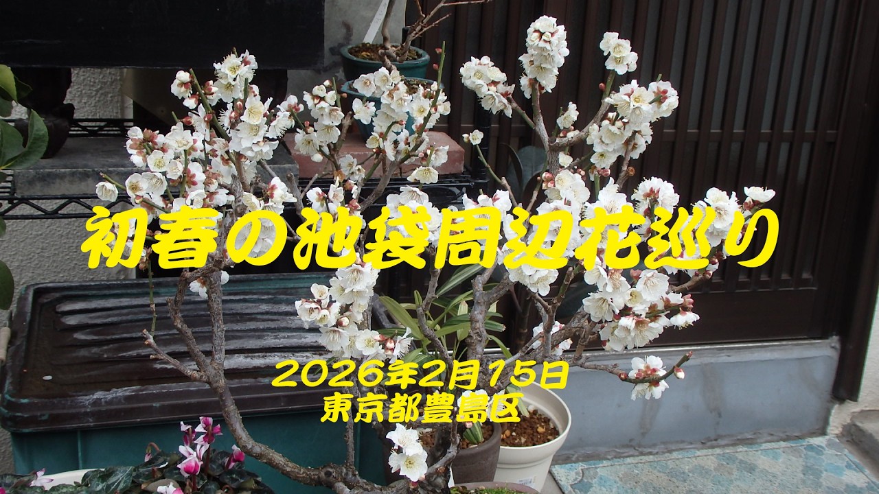 初春の池袋周辺花巡り