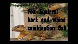 Fox Squirrel Bark and Whine combination Call