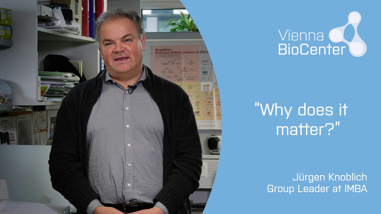 Jürgen Knoblich IMBA Institute of Molecular Biotechnology YouTube