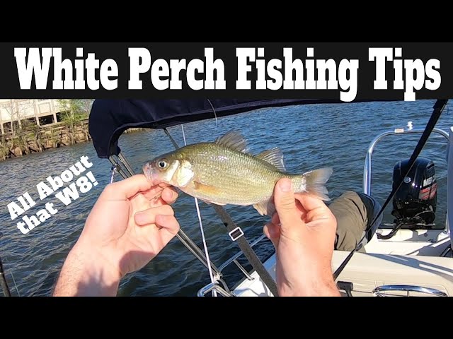 White Perch Fishing Tips & Techniques: How To Catch White Perch In A River  [Spring Spawn!] 