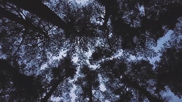 Bear Is Here - intro (Official Visualizer)