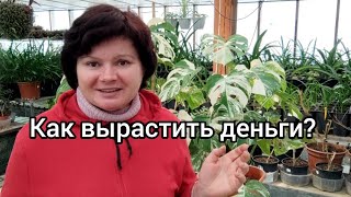 Сложен ли бизнес на растениях. Перспективы для каждого.