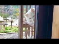 腹ぺこな白い野良猫が部屋の中を覗いてたのでお魚やチュールを与えました【 #野良猫のエリーちゃん の過去動画再編集 】