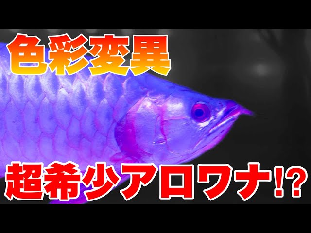 アジアアロワナ[熱帯雨林の神秘] Amazon.co.jp: アジアアロワナ熱帯雨林の神秘 : 山崎 好是, 亜龍