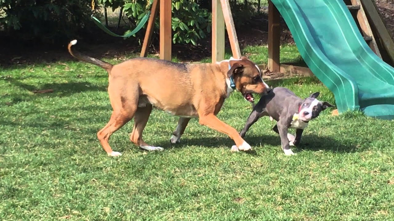 puppy training YouTube