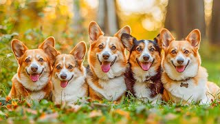 3 Hours Anti Anxiety Music For Dogs  Stress Relief Music For Dogs ♬ Calming Music For Dogs