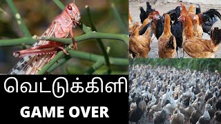 How to control locust naturally | using Ducks & chickens | Tamil |Hari Prasath DHP